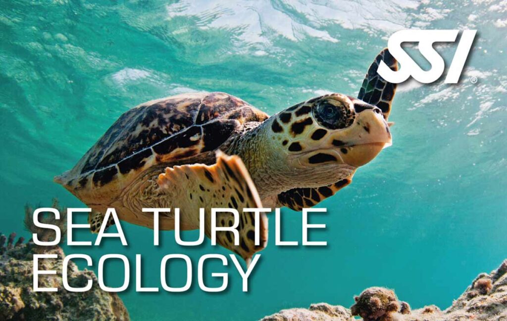 Curs de tortugues marines SSI