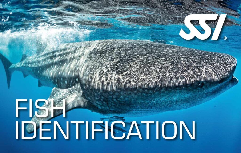 Curs d’identificació de peixos SSI