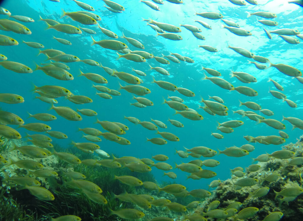 Campus Naturalista Sub – Nivell Litoral